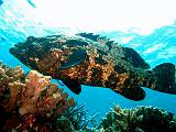La Grande Barriera Corallina Australiana - 017